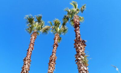 089 Le Tre Palme